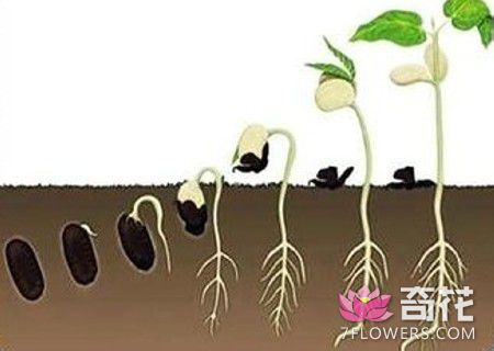 红豆怎么种小盆栽5
