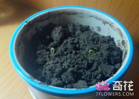 自制红豆小盆栽（图解）5
