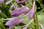 紫萼