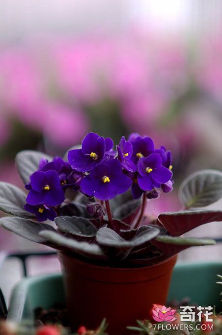 非洲紫罗兰叶插繁殖方法