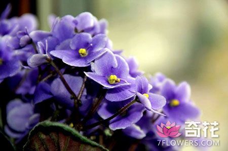 非洲紫罗兰的栽培及养护要点