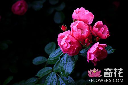 花卉养护的8大原则