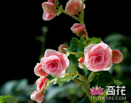 四季海棠图片