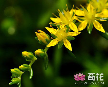 垂<a href=http://www.7flowers.com/flowers/31.html target=_blank class=infotextkey>盆草</a>