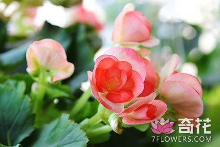 秋<a href=http://www.7flowers.com/flowers/28.html target=_blank class=infotextkey>海棠</a>的图片