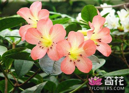 秋<a href=http://www.7flowers.com/flowers/28.html target=_blank class=infotextkey>海棠</a>图片