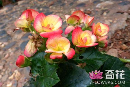 秋<a href=http://www.7flowers.com/flowers/28.html target=_blank class=infotextkey>海棠</a>图片欣赏