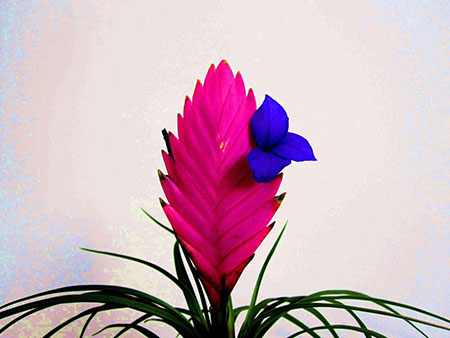 紫凤梨图片欣赏