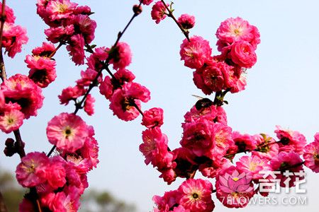 榆叶梅的春季养护方法