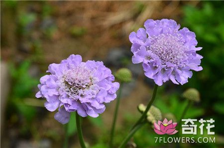 蓝盆花的养殖方法