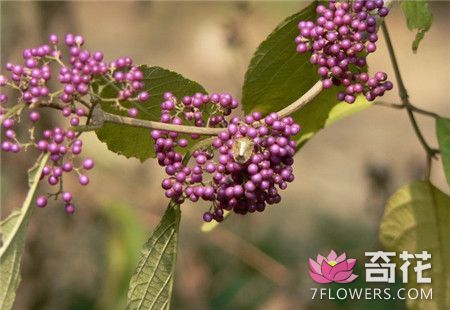 紫珠的养殖方法