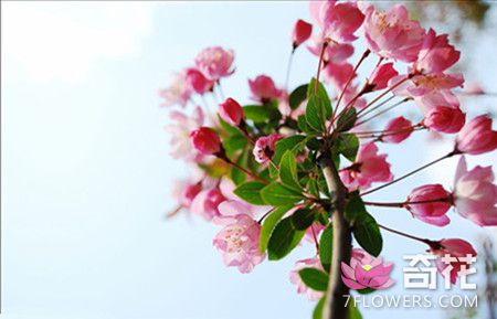 盆栽海棠花的养殖方法