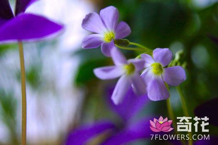 紫叶酢浆草长年开花技巧