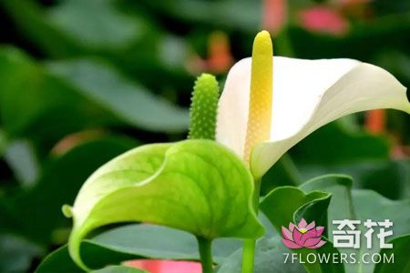 12种室内花卉植物养护方法