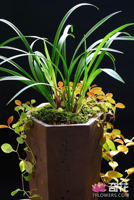 室内观叶植物的冬季养护技巧