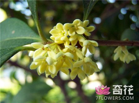 四季桂盆景冬季养护方法