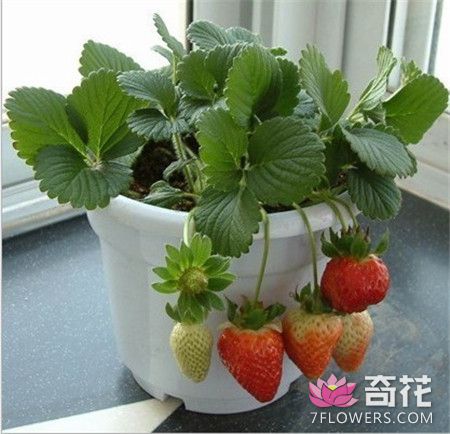 草莓盆栽夏季养护方法