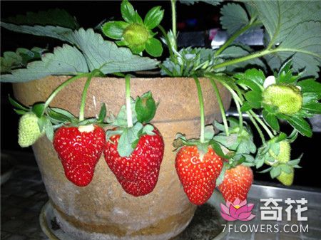 草莓夏季休眠的养护