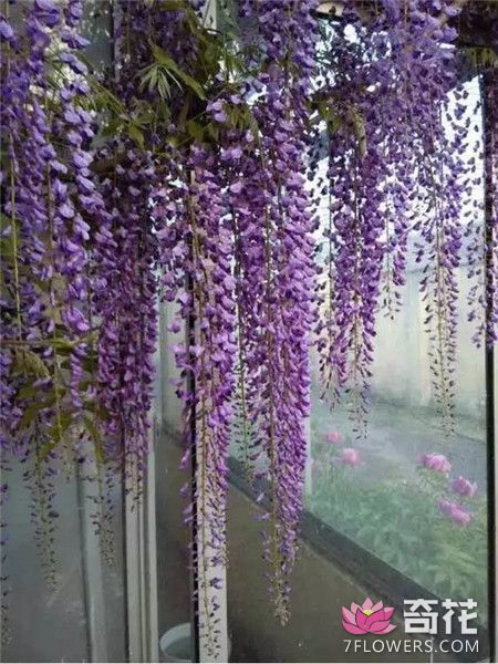 紫藤养护方法