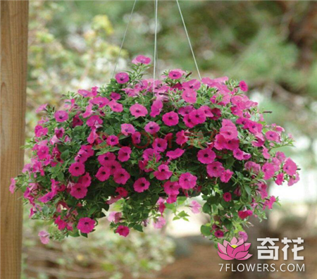4种吊起来养的花卉植物的养护方法