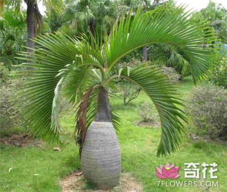 酒瓶椰子的养殖方法和注意事项