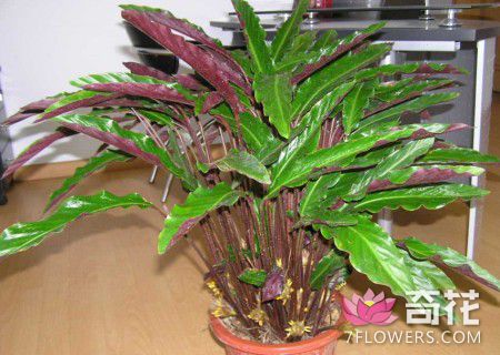 紫背竹芋的养护方法和注意事项