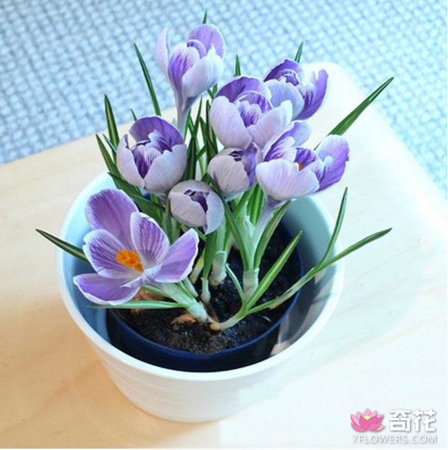 盆栽<a href=http://www.7flowers.com/flowers/zifanhonghua.html target=_blank class=infotextkey>紫番红花</a>