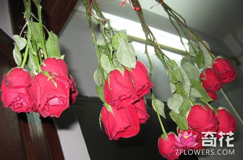 玫瑰鲜花做成干花的方法