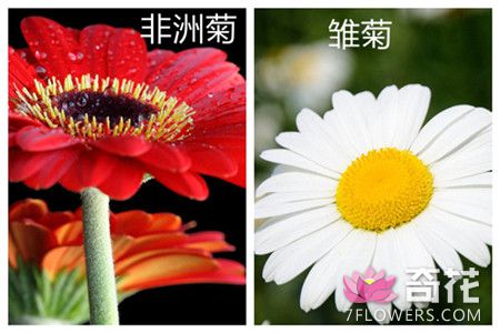 非洲菊和雏菊、向日葵、太阳花的区别