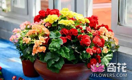 秋季花卉管理技巧 怎么确保花卉安全过冬