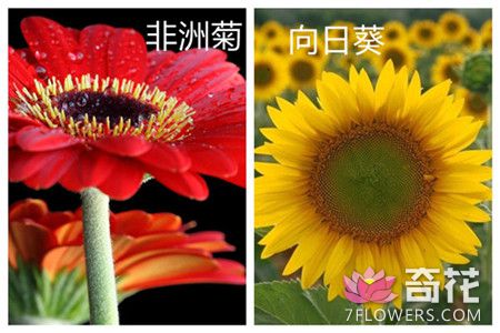 非洲菊和向日葵的区别