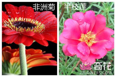 非洲菊和半枝莲的区别