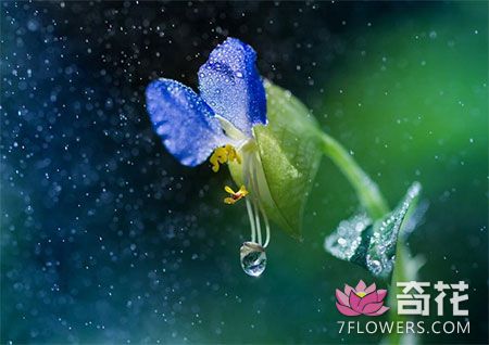 雨水能浇室内花卉植物吗？