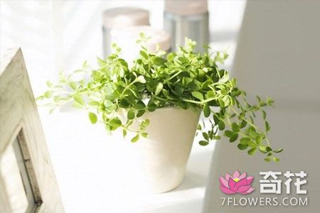 室内花卉养护的9大原则