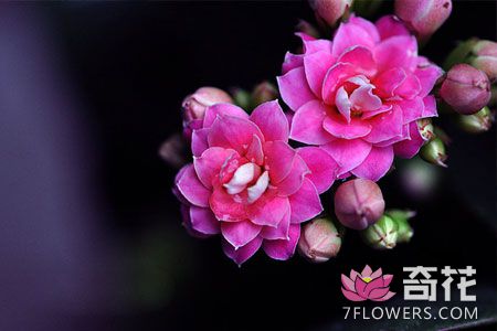 <a href=http://www.7flowers.com/flowers/26.html target=_blank class=infotextkey>长寿花</a>