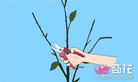 蔷薇花的修剪方法