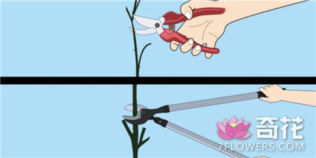 蔷薇花正确的修剪工具