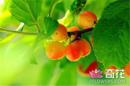 榆叶梅的果实类型