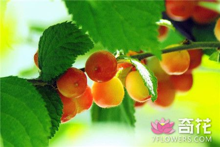 榆叶梅的果实可以吃吗？