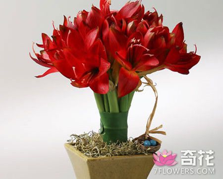 朱顶红可以在春节开花