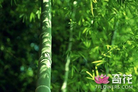 竹子生长发育的基本特征如何