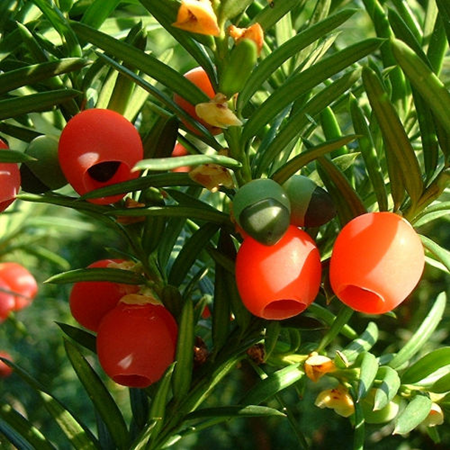 红豆杉开花结果的条件