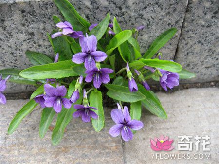 紫花地丁的花期