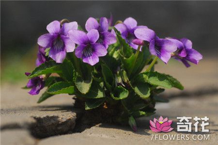紫花地丁开花欣赏