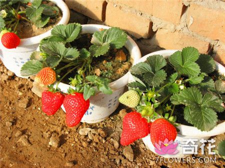 草莓结果期的养殖方法