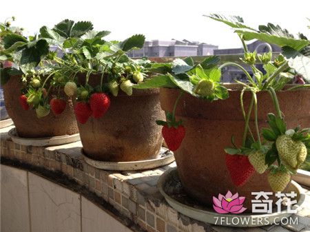 草莓种子播种方法