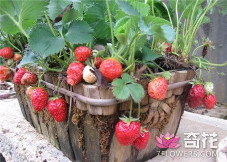 草莓种子催芽