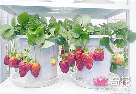 盆栽草莓缓苗方法