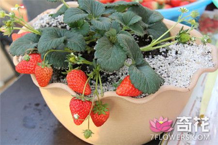草莓幼苗怎么处理