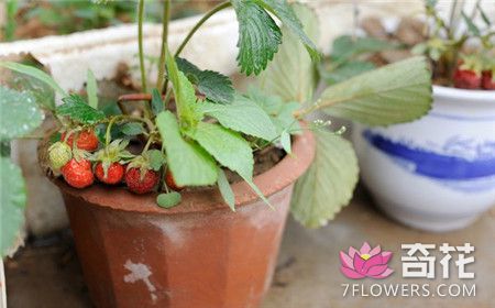 草莓种子什么时候种好